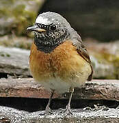 Common Redstart