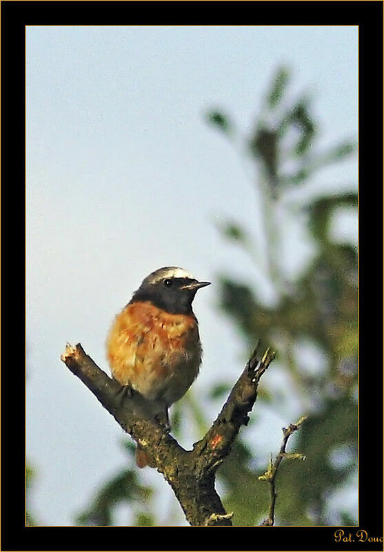 Common Redstart