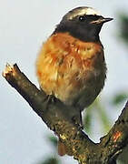 Common Redstart