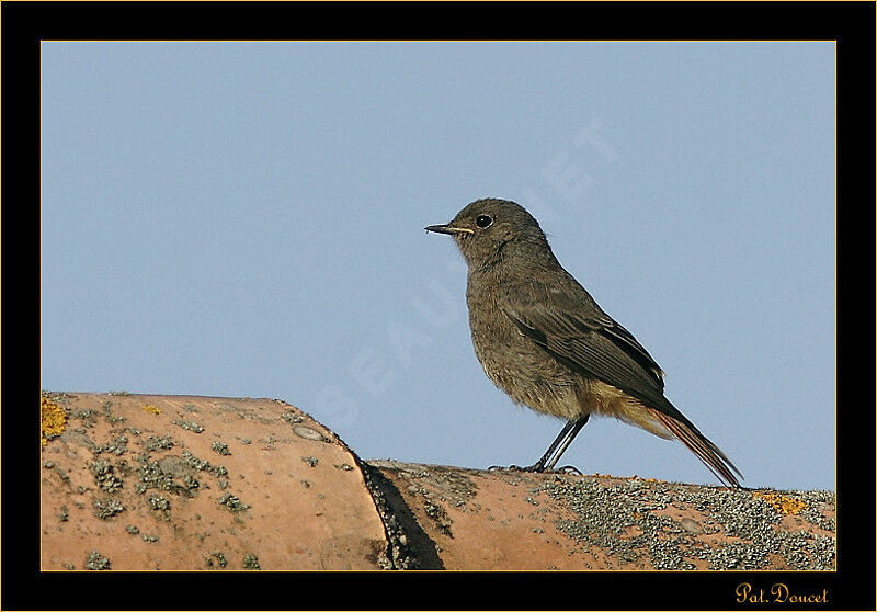 Rougequeue noir femelle