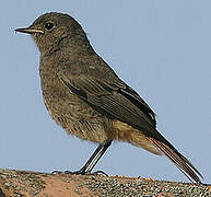 Black Redstart