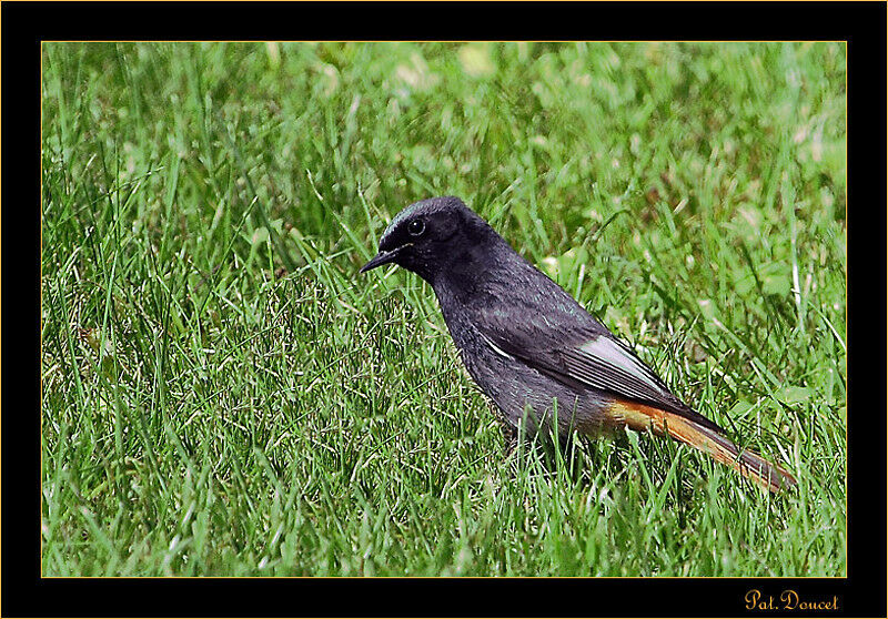 Black Redstart male