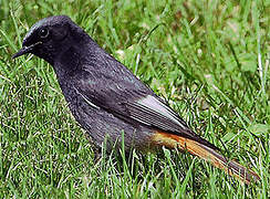 Black Redstart