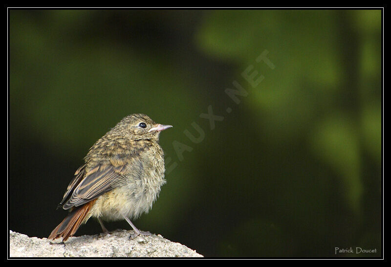 Black Redstartjuvenile