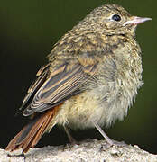 Black Redstart