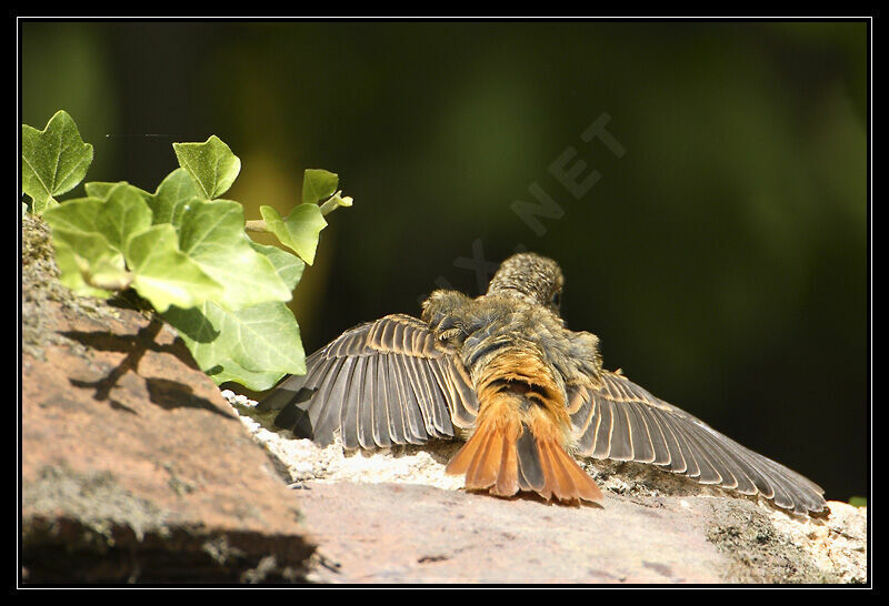 Black Redstart