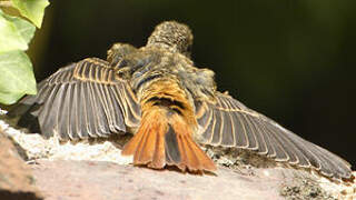 Black Redstart