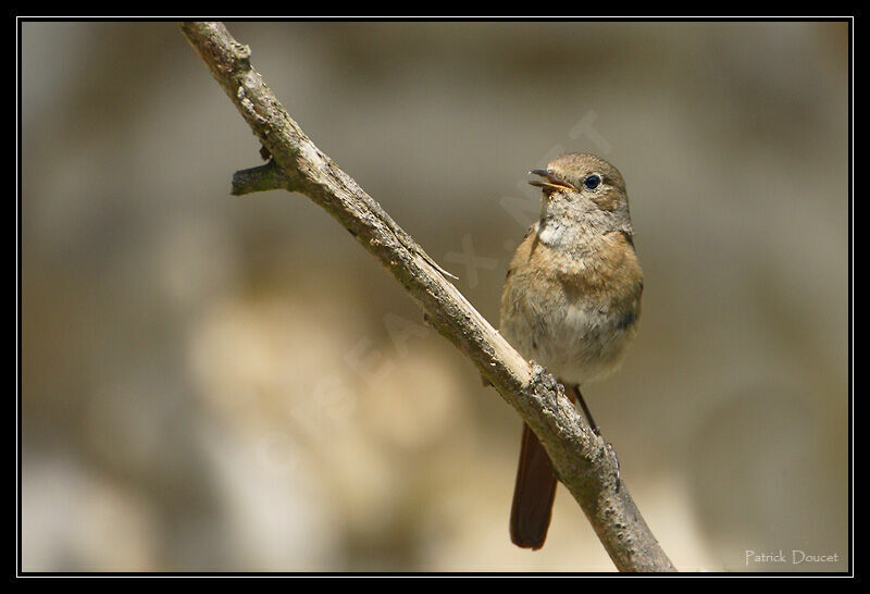 Black Redstartjuvenile