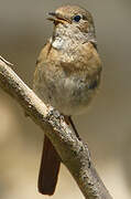 Black Redstart