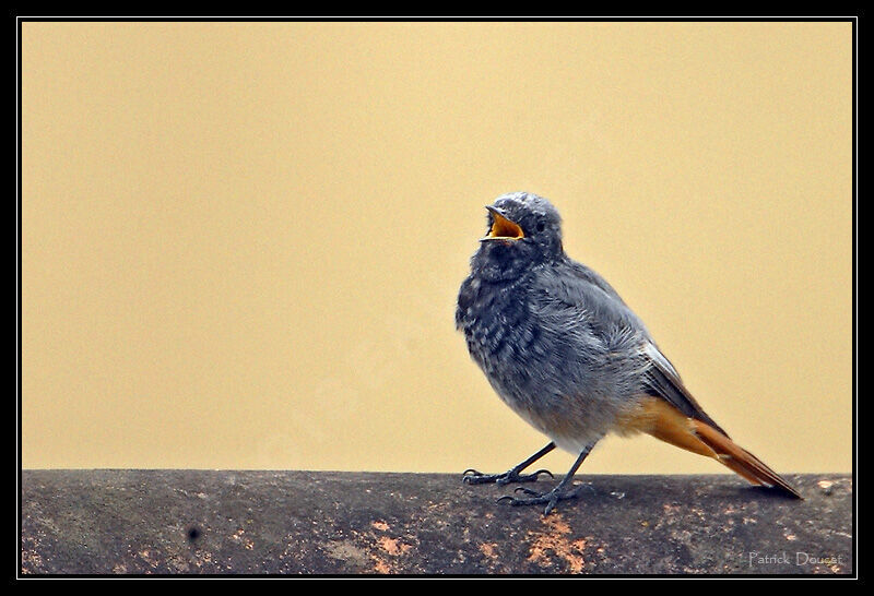 Black Redstart