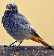 Black Redstart