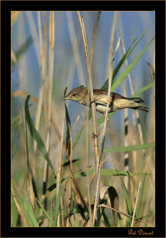 Common Reed Warbler