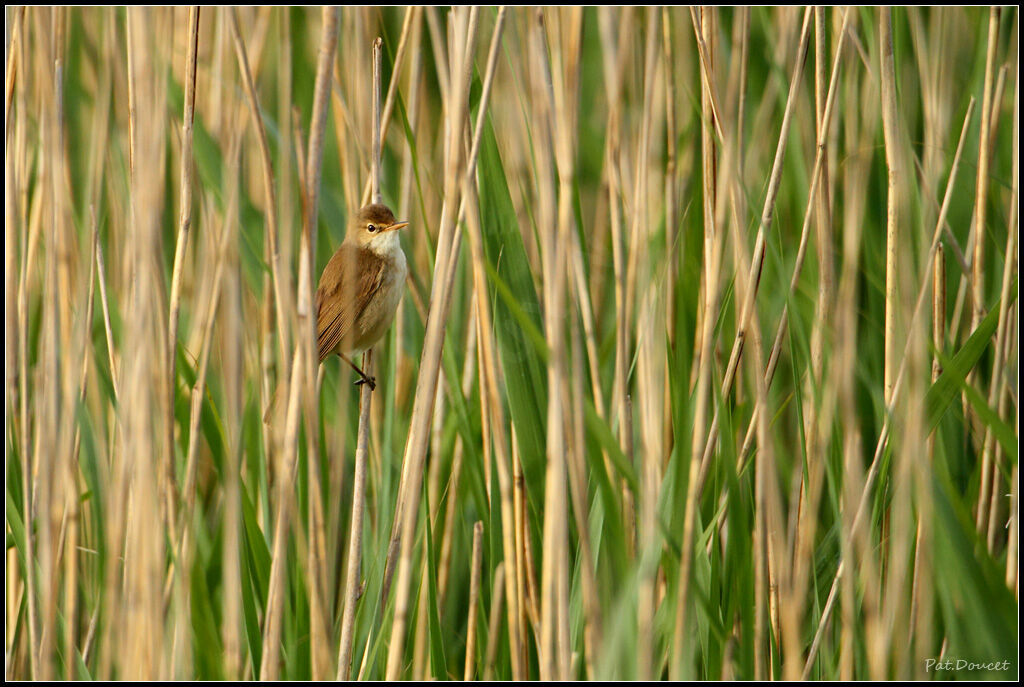 Common Reed Warbler