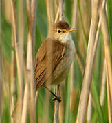 Common Reed Warbler