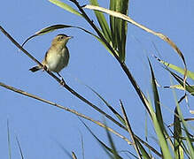 Great Reed Warbler