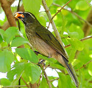 Lesser Antillean Saltator