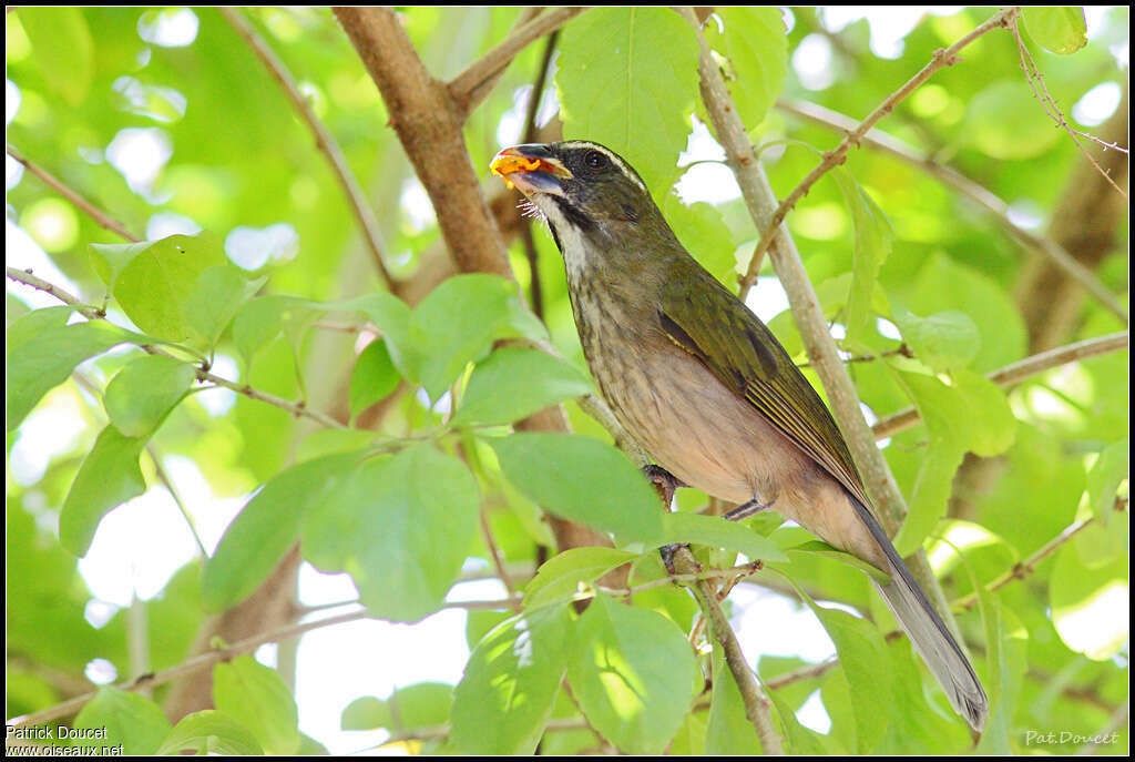 Saltator gros-becadulte, régime