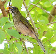 Lesser Antillean Saltator