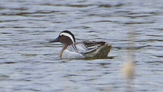 Garganey