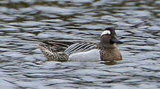 Garganey