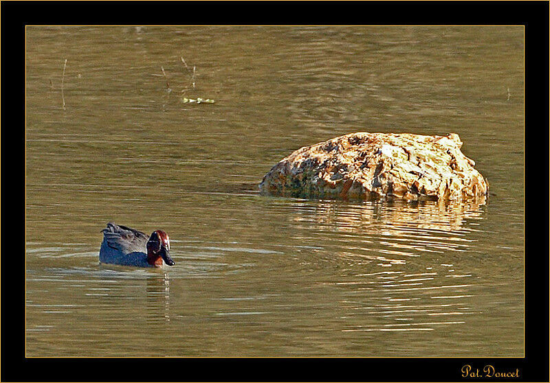 Eurasian Teal