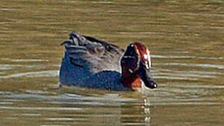 Eurasian Teal