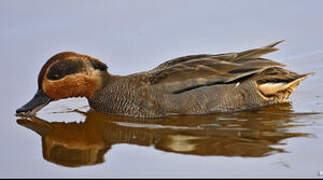 Eurasian Teal