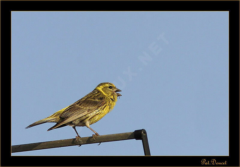 European Serin