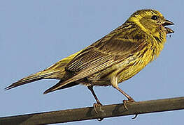 European Serin