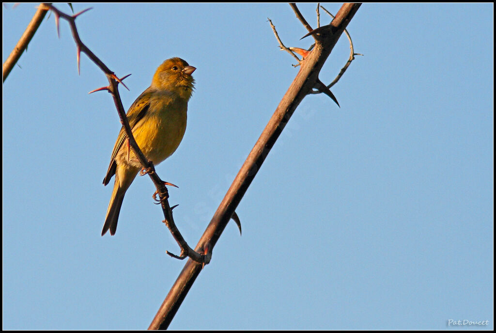 Atlantic Canary