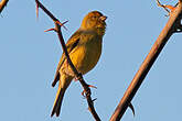 Serin des Canaries