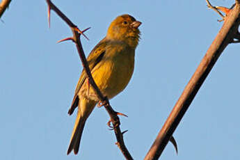 Serin des Canaries