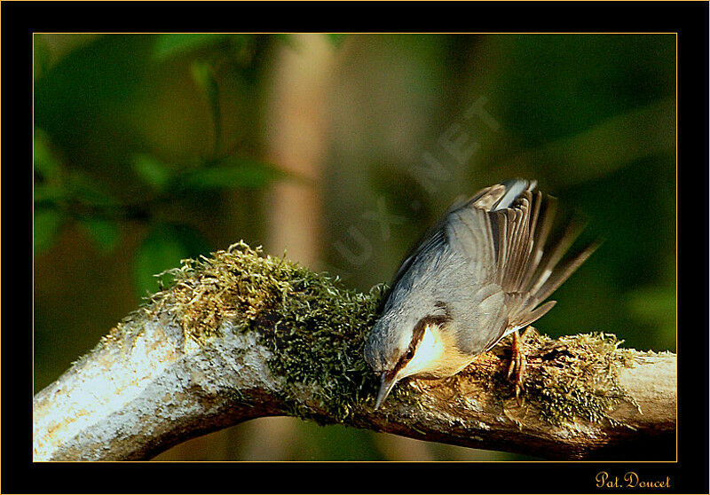 Eurasian Nuthatch