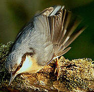 Eurasian Nuthatch