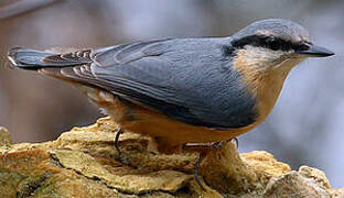 Eurasian Nuthatch