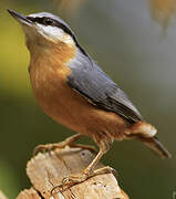 Eurasian Nuthatch