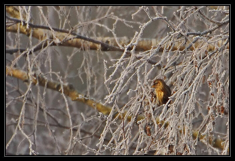 Common Redpoll