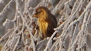 Common Redpoll