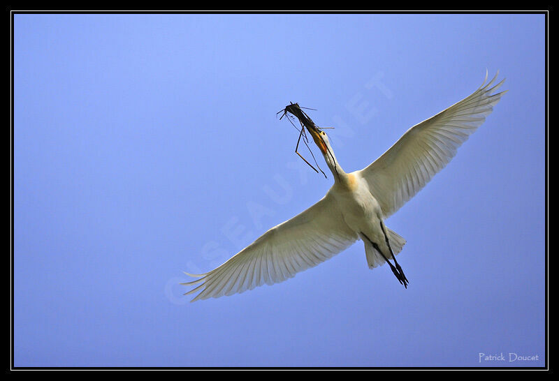 Eurasian Spoonbill