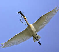 Eurasian Spoonbill