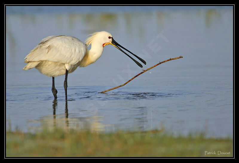 Eurasian Spoonbill