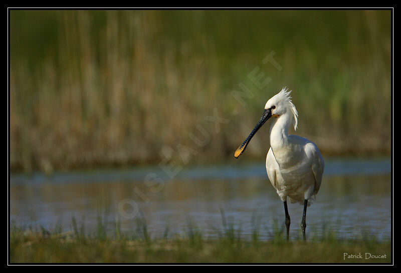 Eurasian Spoonbill