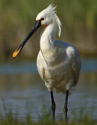 Eurasian Spoonbill