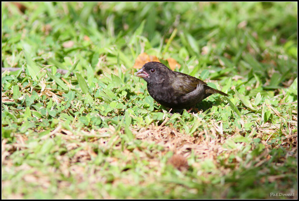 Black-faced Grassquit