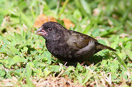 Black-faced Grassquit