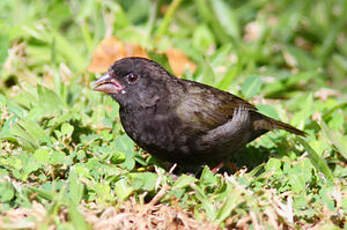 Sporophile cici