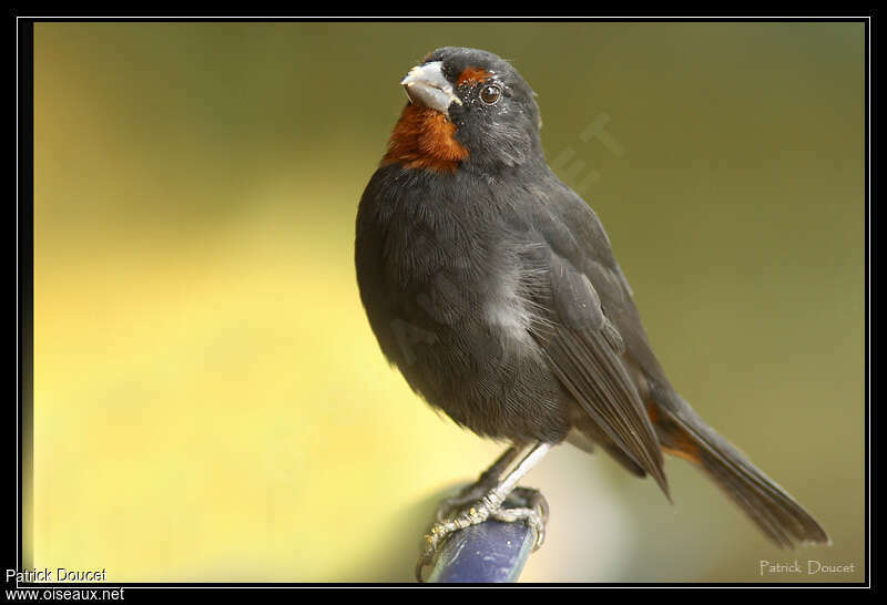 Lesser Antillean Bullfinch male adult, identification