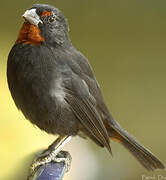 Lesser Antillean Bullfinch