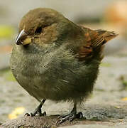 Lesser Antillean Bullfinch