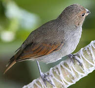 Lesser Antillean Bullfinch